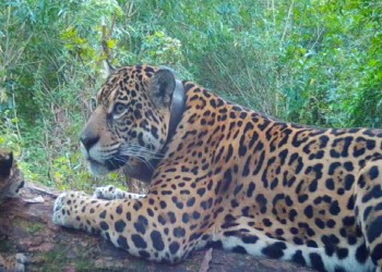 Dos nuevos cachorros de yaguareté nacieron en el Iberá