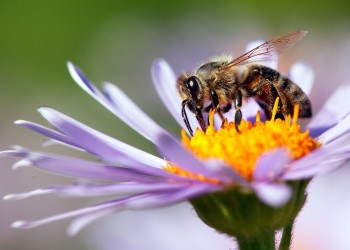 Por qué las abejas son vitales para las personas y el planeta
