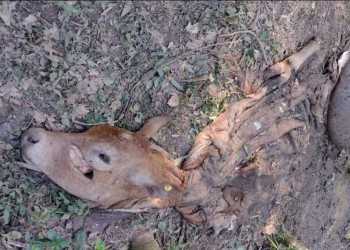 Ganaderos denuncian que crece el abigeato con importantes daños económicos