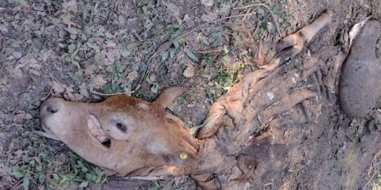 PROBLEMÁTICA. En muchas ocasiones los productores ganaderos llegan a sus chacras y se encuentran con que sus animales ya fueron faenados.