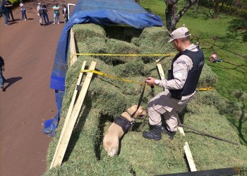 Operativo “Alfalfa”: más detenciones de la PNA en Misiones y Buenos Aires