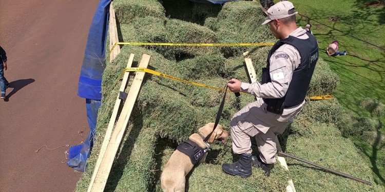 SIEMPRE EFECTIVA. La perra “Venus” no dudó y apuntó a la carga de alfalfa.