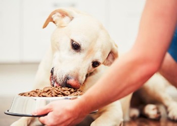 Segundas marcas para mascotas: “No digo que una más económica lo va a enfermar, pero altera su nutrición”
