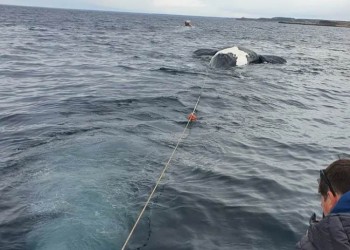 Investigan la aparición de seis ballenas muertas en Península Valdés