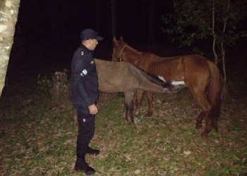 Rescataron caballos que habían robado a un olero en Oberá