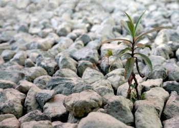 Hacer posible lo imposible