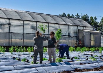 La Biofábrica Misiones inicia la plantación “outdoor” de cannabis sativa