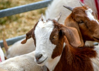 Continúan los ataques de perros a ovejas y chivos, lo que genera importantes pérdidas