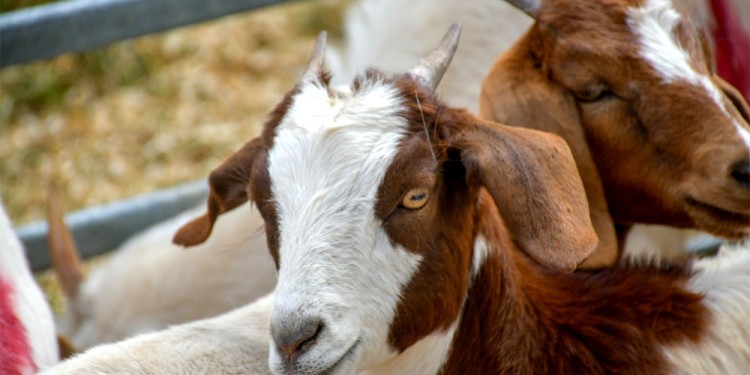 Foto: agro.misiones.gob.ar/