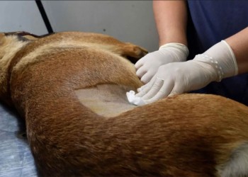 Municipios del Alto Uruguay trabajan en el control de animales