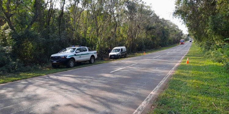 ATROPELLAMIENTO. Piden respetar los límites de velocidad para cuidar la fauna.