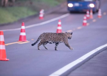Concluyó el taller sobre prevención de atropellamiento de fauna en Iguazú