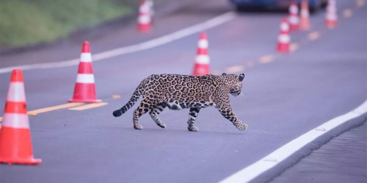 (Imagen: lapoliticambiental.com)