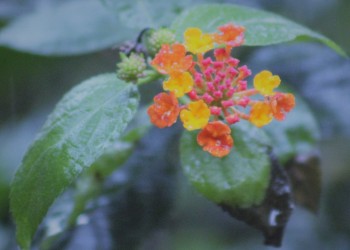 Adaptación al cambio, pistas entre arbustos nativos