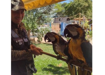 Rescataron a dos guacamayos y un mono carayá en Posadas y Apóstoles