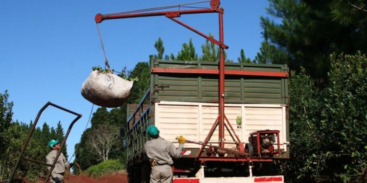 COSECHA MECANIZADA. Provocaría una menor demanda de mano de obra de los peones rurales yerbateros que dependen de la actividad.