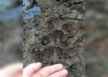 Temor por la presencia de un supuesto felino que ataca perros y animales de granja en Guaraní