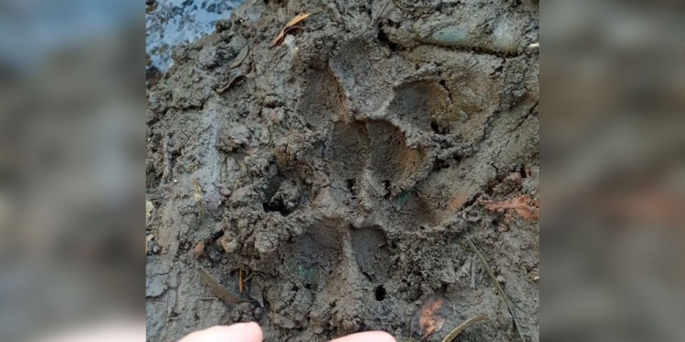 Desde Ecología evaluaron que la huella podría ser de un puma