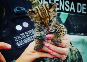 Tenían cautiva y a la venta una cría de margay