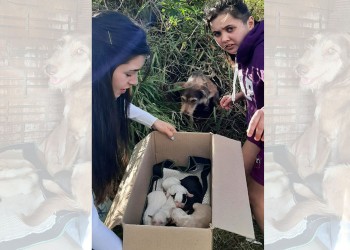 Vecina de Irigoyen presentó proyecto de tenencia responsable de mascotas