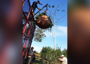 Trabajadores rurales rechazan la mecanización de la cosecha de yerba