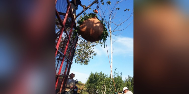 GUINCHES. Este tipo de grúas se anexan a los camiones o acoplados de carga, que transportan hoja verde de yerba mate y sirven para levantar los pesados raídos.
