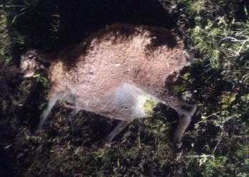 Continúan los ataques de perros a ovejas y chivos, lo que genera importantes pérdidas