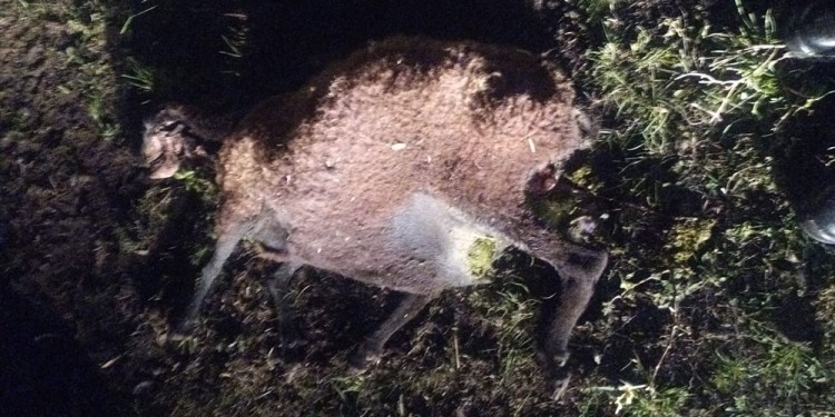 PROFUNDIDAD.  Días atrás un productor perdió a dos ovejas, una con cría al pie y la otra estaba preñada.