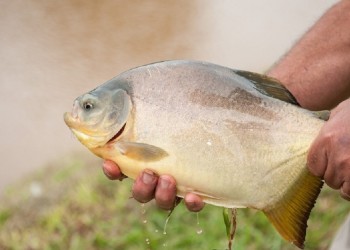 Suman conocimiento y tecnología para potenciar la actividad acuícola