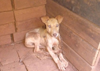 Encuentran en una casa a siete perros en malas condiciones