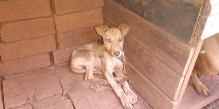 UNA PERRA PITBULL Y SEIS PERROS MESTIZOS. Los canes estaban atados, con lesiones y bajo peso.