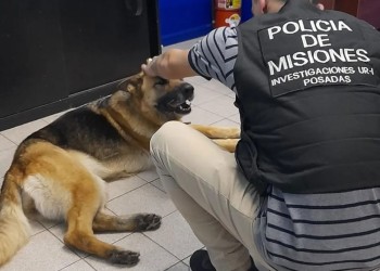 Recuperaron dos perros robados en Posadas