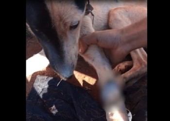Horror en Puerto Iguazú: enterró vivos a dos perros