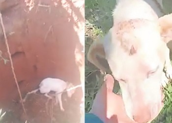 “Se escuchaban los llantos, ladridos y gemidos de dolor de los perros”