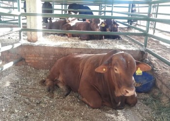 Andresito celebrará este fin de semana la Fiesta Provincial del Agricultor