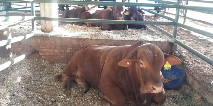 JORNADA DE VENTAS.  El remate es organizado por la Asociación Ganadera de Comandante Andresito y se llevará adelante el domingo 11 desde las 14 horas. Los productores de la zona norte tienen “buenas expectativas”, con respecto a la comercialización de los animales, ya que se contará con bovinos de la zona y de elite.