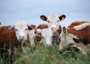 Aseguran que el ganado protegido de garrapatas sube de peso más rápido