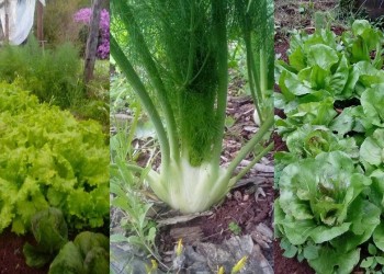 Produce de todo en la chacra y se forma en la Soberanía Alimentaria