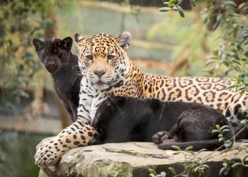 Existen yaguaretés con pelaje totalmente negro
