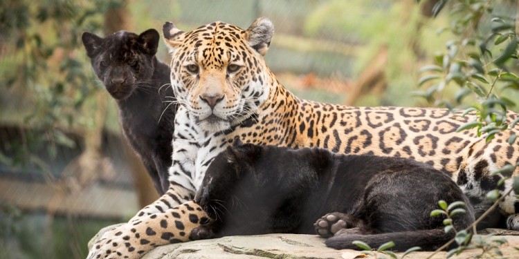 MELÁNICOS. En esta imagen se puede observar a una hembra manchada con dos de sus cachorros negros.