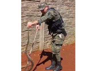 Rescatan a una yarará crucera en el barrio Itaembé Guazú