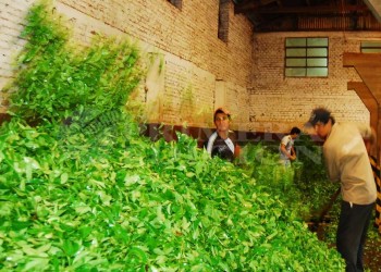 Colonos en jaque: empezaron a pagar la yerba con cheques hasta a 90 días