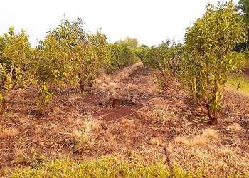 La sequía mantiene preocupados a los productores cooperativos