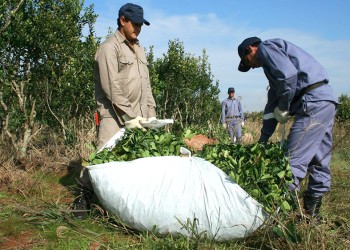 Denuncian estafa en la corresponsabilidad: blanquean trabajadores de otras actividades