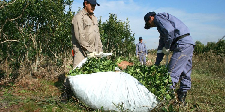OBJETIVO INCUMPLIDO. Luego de varios años de corresponsabilidad, muchos siguen cosechando en negro.