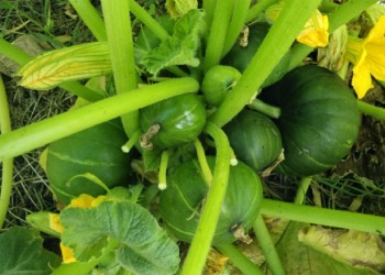 Consejos para cultivar zapallitos de tronco con la mayor eficiencia