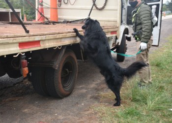 Condenaron a narco que salió de Misiones