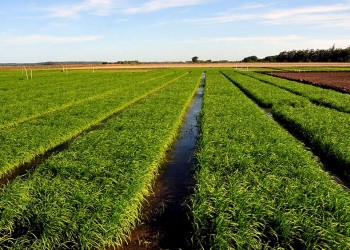 La siembra de arroz, la más baja de los últimos 22 años