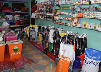 Mantener una mascota mediana ronda los 14 mil pesos mensuales