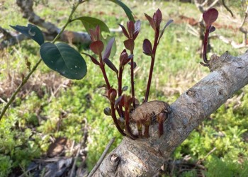 Octubre y noviembre, tiempo de rebrote de la yerba mate antes de retomar la zafra